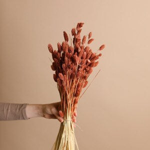 Dried phalaris canary grass bundle in pastel terracotta, tied with twine