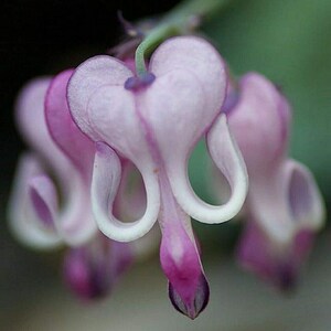 25 Purple White Bleeding Heart Seeds Flowers Seed Perennial Flower (code 120)