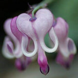 25 Purple White Bleeding Heart Seeds Flowers Seed Perennial Flower (code 120)
