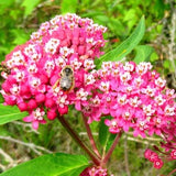 Rose Swamp Milkweed Seeds Perennial Native Canadian Flower Asclepias Incarnata 20 Seeds