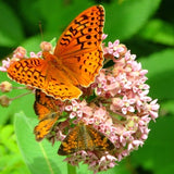 Mixed Colours Common Milkweed Asclepias Syriaca Native Canadian Wildflower
