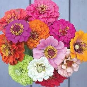 GIANT ZINNIAS SEEDS 5-6Ó heads California Giant cut flower bouquet florist wedding birds from Urban Food forest