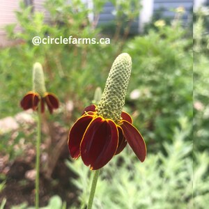 Wildflower Seeds | Prairie Coneflower Mexican Hat Seeds Ð Perennial Flower 200+ Seeds