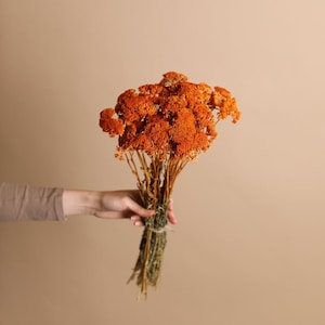 Dried Achillea Parker - Burnt Orange Yarrow Flowers