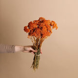 Dried Achillea Parker - Burnt Orange Yarrow Flowers
