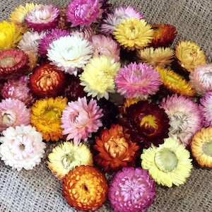 Mixed-color dried strawflower heads with varied sizes, assorted blooms