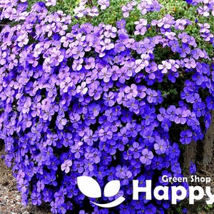 Rock Cress Cascade Blue - 300 seeds Aubrieta Cultorum Hybrida