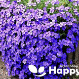 Rock Cress Cascade Blue - 300 seeds Aubrieta Cultorum Hybrida