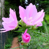 Musk Mallow 30 Seeds Malva Moschata Tall Perennial Pale Pink to Light Purple Flower