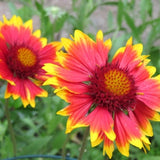 Blanket Flower Seeds Native Ontario Perennial Gaillardia Pulchella
