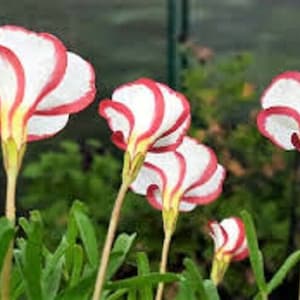 3 x oxalis versicolor bulbs. candy cane sorrel