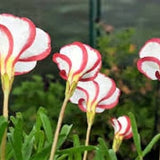 3 x oxalis versicolor bulbs. candy cane sorrel