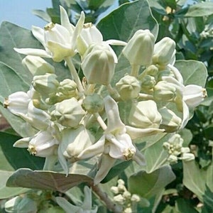 Calotropis gigantea white - Giant Milkweed, Crown Flower - 5 Seeds