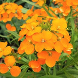 Siberian Wallflower Seeds | Erysimum Cheiri Cheiranthus Allionii Orange Flowers Spring Biennial Flower Seed NonGMO 2024 Season Fast Shipping