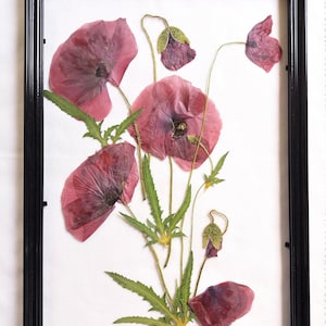 Framed pressed poppy flowers with pink-red petals and green stems