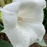 Datura Seeds - White (Non GMO, Open Pollinated Seeds, 15 Seeds Min., Grown and Packaged in Canada)