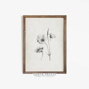 Framed vintage botanical print with light gray flowers on an off-white background