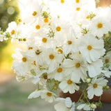 White Purity Cosmos Seeds single daisy cut flowers bouquet Dizzy Bees Urban Garden *combined shipping *