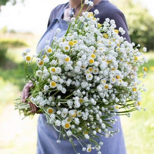 Pearly Winged Everlasting Strawflower Seeds cut flower bouquet dried flowers Herbaceous Medicinal Dizzy Bees Urban Garden Handpicked
