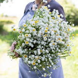 Pearly Winged Everlasting Strawflower Seeds cut flower bouquet dried flowers Herbaceous Medicinal Dizzy Bees Urban Garden Handpicked