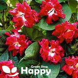 MORNING GLORY RUFFLED Red - 15 seeds - Ipomoea imperialis - Large double flowers - Climber
