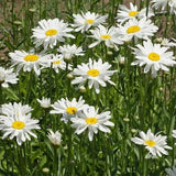 Alaska - Shasta Daisy - Flower Seeds - Open-Pollinated for Seed Saving - Non-Hybrid & Non-GMO - Heirloom Canada Flower Seeds