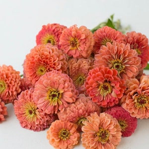 GIANT Coral Queen ZINNIA SEEDS non gmo organinc cut flower bouquet florist Dizzy Bees Urban Garden