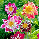 Dahlia Collarette Dandy Mix Seeds | Dwarf Bi-coloured | Organic Perennial Flower | 15 seeds