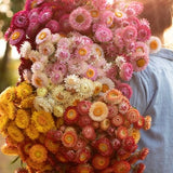 Rainbow Strawflower 250 SEEDS  cut flower bouquet Helichrysum bracteatum pressed flowers Dizzy Bees Urban Garden