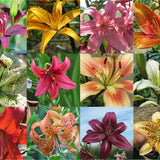 Asiatic Lily Seed Colour Mix, Rare Seeds, Hardy Perennial Flower Seed Part to Full Sun Garden Llilium for Canadian Graines de Lys 30 Seeds