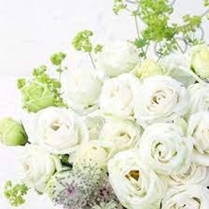 Lisianthus Doublini white Pelleted seed 25