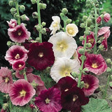 PERENNIAL | 'Indian Spring' HOLLYHOCK | Chocolate, Purple, Lavender, Rose, White | 20 Seeds | Alcea rosea | Cut Flower, Attracts Butterflies