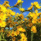 Maximilian Sunflower Seeds | Prairie Sun Flower Yellow Perennial Wildflower Drought Tolerant Deer Resistant Tall Seed For 2024 Fast Shipping