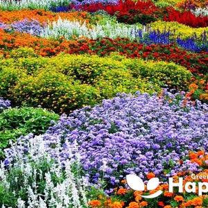 Dwarf Perennial Wild Meadow Flower - 0.5g seeds