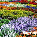 Dwarf Perennial Wild Meadow Flower - 0.5g seeds