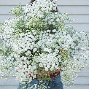 White Dill - Ammi Seeds / Flower Seeds / Ammi majus / White Flower / (#13) / 40+ seeds