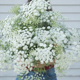 White Dill - Ammi Seeds / Flower Seeds / Ammi majus / White Flower / (#13) / 40+ seeds