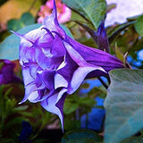 Datura Double Metel Purple 10 seeds, Devil's Trumpet, Horn of Plenty