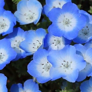 Baby Blue Eyes Flowers Blend 1g / 200 Seeds - Nemophila GMO FREE