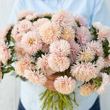 King Size Apricot China Aster Flower Seeds / Light Apricot-Colored Flowers / Flower Bouquet / Cut Flower /(#20)/ 50+ seeds