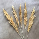 Golden Pampas | 30cm | Contemporary Pampas | 30cm | Natural | Build Your Own Bespoke Bloom Box | UK Letterbox Friendly | Dried Flowers |