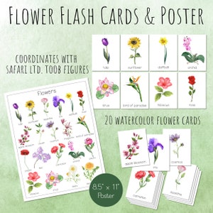 Printable flower flash cards and poster set with colorful botanical illustrations