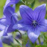 Balloon Flower {Platycodon grandiflorus} Florist Choice! Toraji | Showy Perennial | Cutting | 50+ seeds Free Shipping US seller
