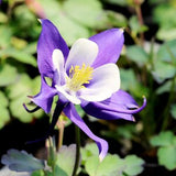 McKana's Giant Columbine Seeds, Aquilegia Seeds, Columbine Seeds