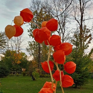 Dried Chinese lantern flower bunch, red pods on stems