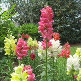 Tetra Mix Snapdragon Flower Seeds - Open-Pollinated for Seed Saving - Non-Hybrid & Non-GMO - Heirloom Canada Flower Seeds