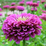 Purple Prince Zinnia Flower Seeds - Open-Pollinated for Seed Saving - Non-Hybrid & Non-GMO - Heirloom Canada Flower Seeds