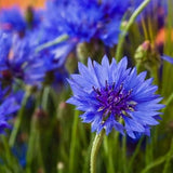 Dwarf Blue Bachelors Button Flower Seeds - Open-Pollinated for Seed Saving - Non-Hybrid & Non-GMO - Heirloom Canada Flower Seeds