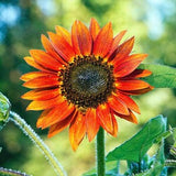 Velvet Queen Sunflower Seeds - Open-Pollinated for Seed Saving - Non-Hybrid & Non-GMO - Heirloom Canada Flower Seeds