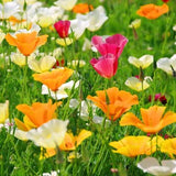 California Mix Poppy Flower Seeds - Open-Pollinated for Seed Saving - Non-Hybrid & Non-GMO - Heirloom Canada Flower Seeds